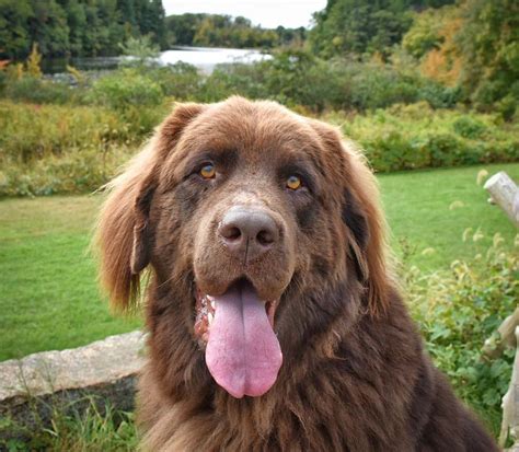 Maybe you would like to learn more about one of these? Bear the Newfoundland ~ DogPerDay ~ Cute puppy pictures ...