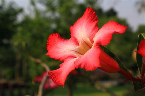 Paling Keren 24 Gambar Bunga Yang Berwarna Merah Gambar Bunga Indah