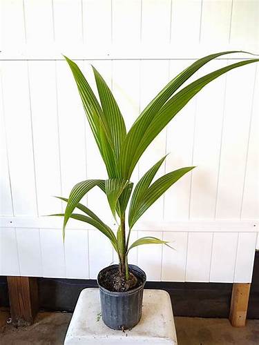 Диета если плод крупный Кокос - Пальмы - Комнатные растения - GreenInfo.ru Кокос - Пальмы - Комнатные растения - GreenInfo.ru Диета если плод крупный