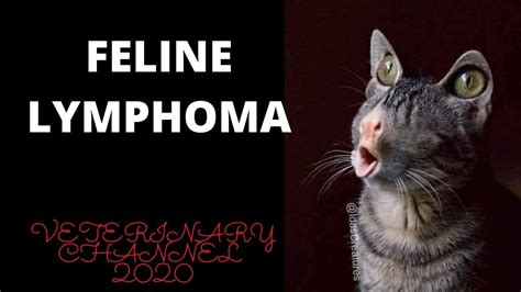 What Is Feline Lymphoma Introduction To Lymphoma In Cats Cat