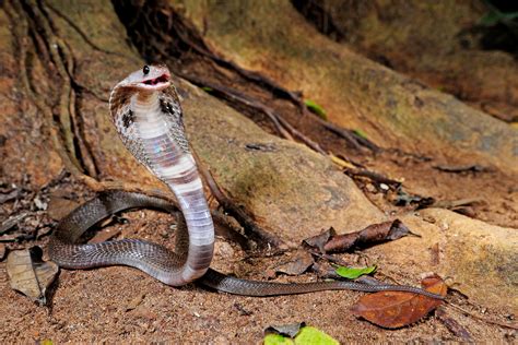 When The Cobra Bites Youll Be Glad Someone Sequenced Its Genome The