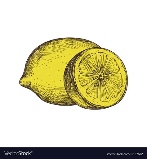 Ripe Lemon Hand Drawn Isolated Icon Royalty Free Vector