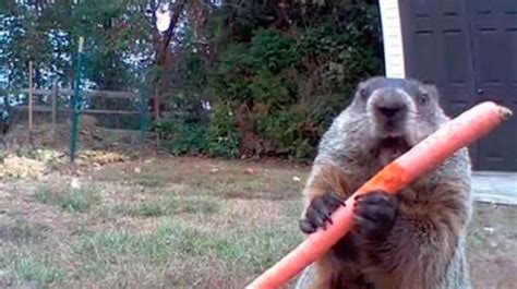 Groundhog “steals” Farmers Harvest And Eats It In Front Of His Security Camera Trending Link