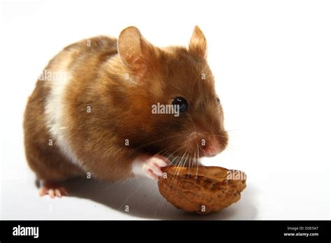 Ginger Hamster Hi Res Stock Photography And Images Alamy