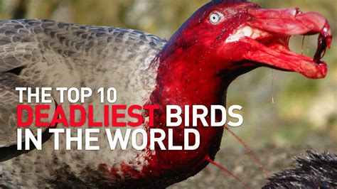 Top 10 Deadliest Birds In The World Youtube
