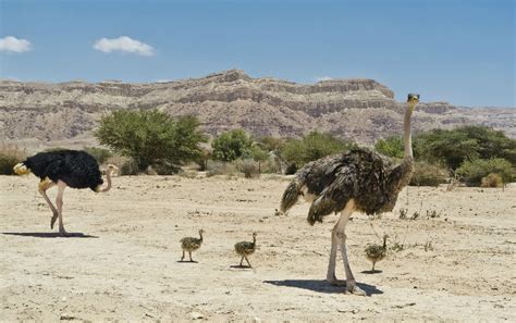 Ostrich Fascinating Africa
