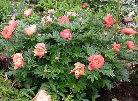 Paeonia Itoh Hybrid ‘julia Rose Kiefer Nursery Trees Shrubs