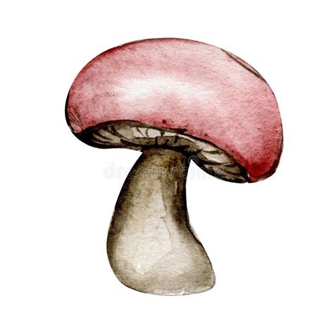 Watercolor Illustration With Red Mushroom Stock Illustration