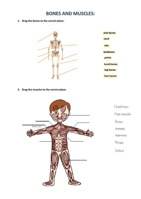 Bones And Muscles Worksheet