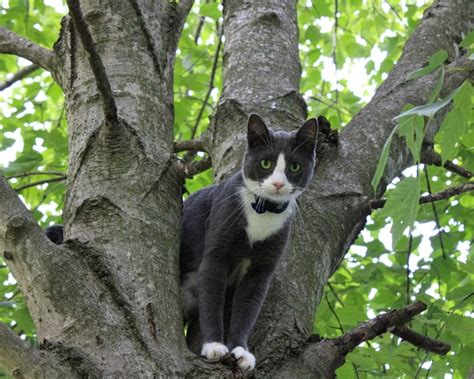 How To Keep A Cat From Climbing Trees 5 Proven Methods Pet Keen