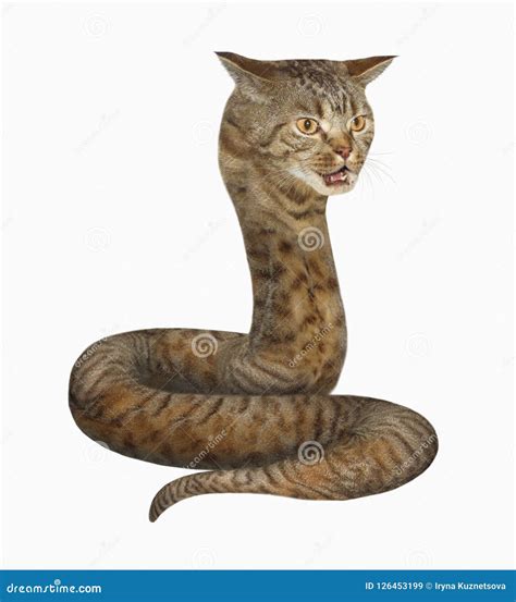 La Serpiente Del Gato Imagen De Archivo Imagen De Cobra