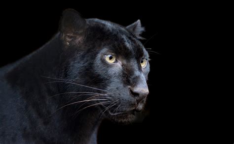Download Animal Black Panther 4k Ultra Hd Wallpaper