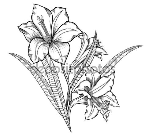 Finde die besten kostenlosen videos zu blumen zeichnen. Blühende Lilie Blumen, detaillierte handgezeichnete Vektor ...