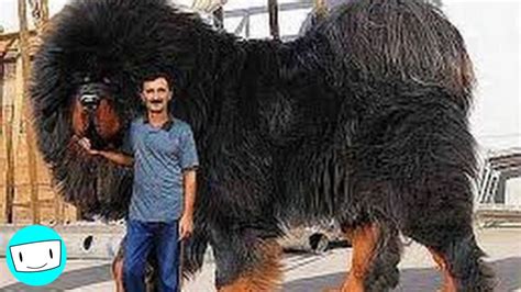 Los 5 Perros Más Grandes Del Mundo Big Dog Breeds Huge Dog Breeds