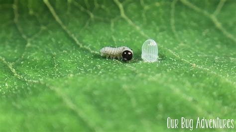 Monarch Caterpillar Hatching From Egg Youtube