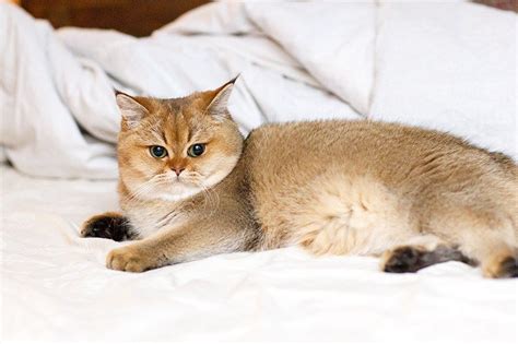 Find great deals on ebay for british shorthair cats. 5 ĐIỀU THÚ VỊ VỀ MÈO ANH LÔNG NGẮN