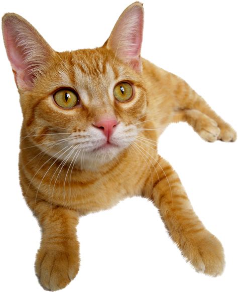 Laying Cat Png Ginger Download Png Image Catpng50503png