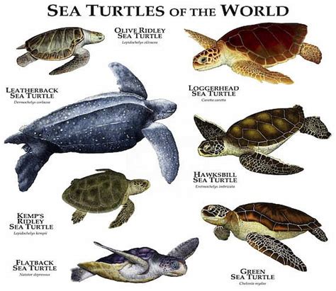 Turtles And Tortoise Breeds Turtle Times