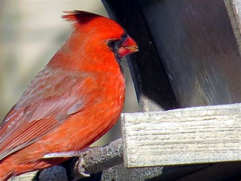 The Hearty Cardinal Is The Indiana Official State Bird