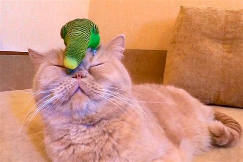 Кот и попугай в одной квартире как приучить и подружить котенка и попугая