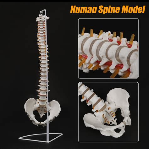 Life Size Flexible Chiropractic Human Spine Anatomical Anatomy Model