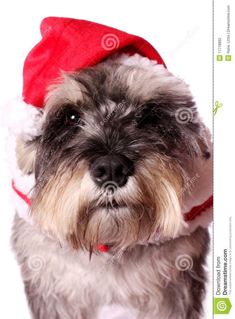 Cute Dog In A Santa Hat Stock Photo Image Of Fancy Adorable 11718862