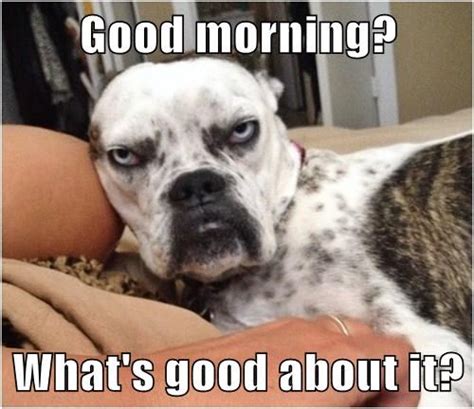 16 Dogs With A Case Of The Mondays The Dog People By