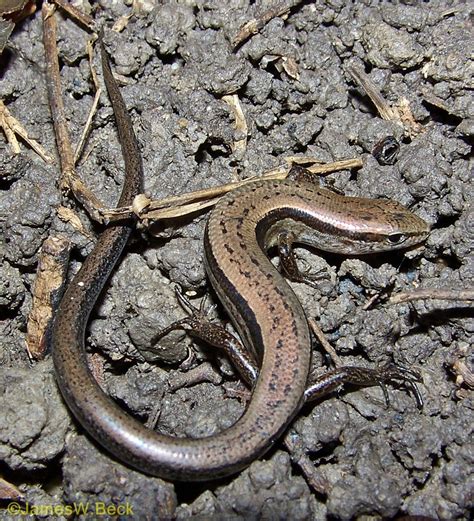 Little Brown Skink Reptiles Of Alabama · Inaturalist