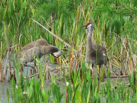 Sandhill Cranes Audubon Park Volusia Co Fl Amy Evenstad Flickr