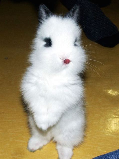 19 Cutest Bunnies Sticking Out Their Tongues Somebunny Has An Attitude Bunny Cute Bunny
