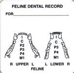 Efficient monitoring and references tool for clinicians. Item# V-AN411 'Feline Dental Record' Label