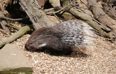 Download Free Photo Of Porcupinemammalspinesquillsrodent From