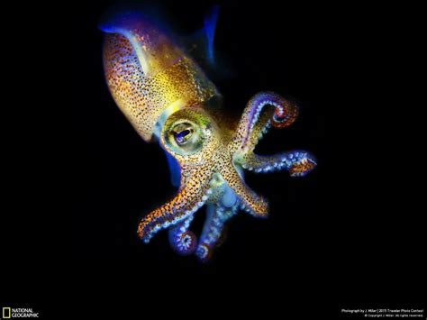 Wallpaper Wildlife Octopus Starfish Invertebrate