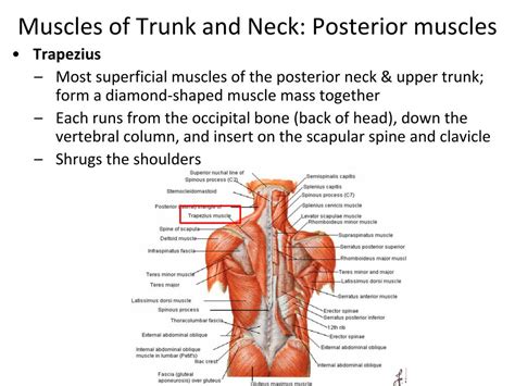 Ppt Muscles Of The Head Neck And Trunk Powerpoint Presentation Id