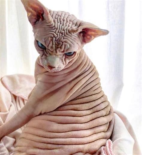 Whoops In 2020 Scary Cat Cats Sphynx