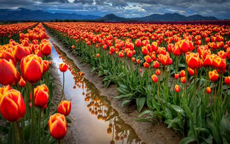 Banco De Imágenes Gratis Sembradío De Tulipanes Holandeses Tulips Field