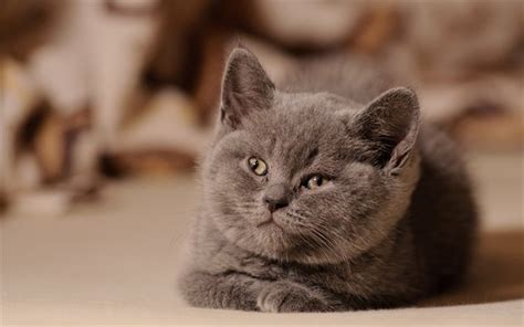 Download Wallpapers Little Gray Kitten Cute Gray Cat