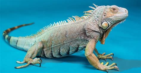 Blue Iguana Animal Facts Cyclura Lewisi A Z Animals