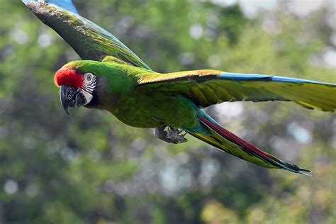 Military Macaw By Photografer Ephotozine