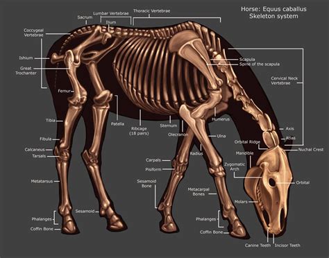 Horse Skeleton By Tikall On Deviantart Horse Anatomy Horses Horse Bones