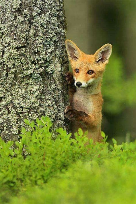 Pin By Constance Burnham On Cute Fox Animals Beautiful Cute Animals
