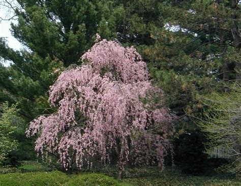 Weeping Pink Flowering Cherrythe One In This Photo Looks Demure