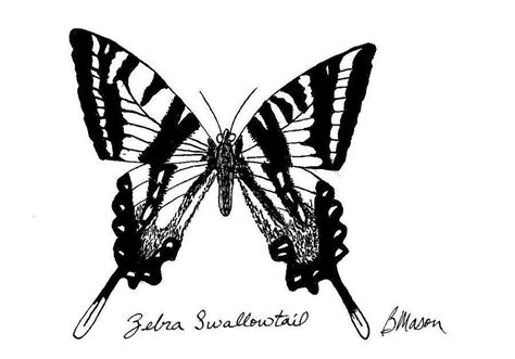 Tiger swallowtail butterfly go to a coloring page printout: DOWNLOAD Zebra Swallowtail Butterfly Drawing By Becky ...