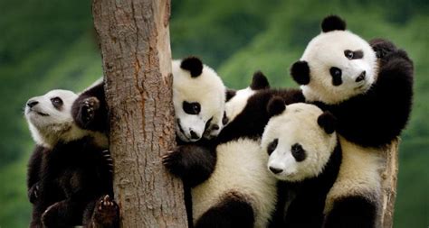Giant Panda Cubs At The Wolong National Nature Reserve In Sichuan