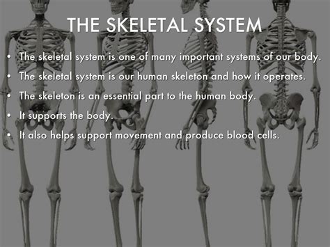 As a nurse, you will need to know the basic about the human skeleton. Skeletal System by ge3009