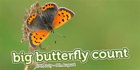 The Big Butterfly Count Has Arrived Dorset Butterflies