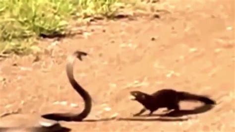 Snake Vs Mongoose Real Fight Youtube