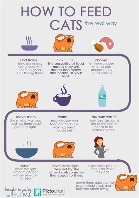 First, you can mix one part of dry foods with three parts of milk replacement or second, you can mix one part of wet foods with two parts of milk replacement. How To Feed Cats - The Real Way (Infographic) - Tea & Nail ...