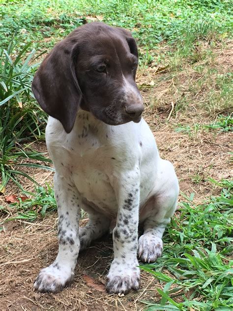 The gsp requires serious exercise. 6 week Old German Shorthaired Pointer. Liver & white | I ...
