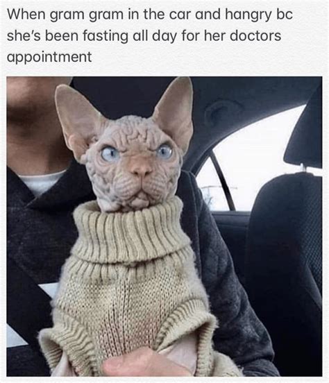 29 Purrfect Caturday Cat Memes That Will Leave You Feline Good Funny